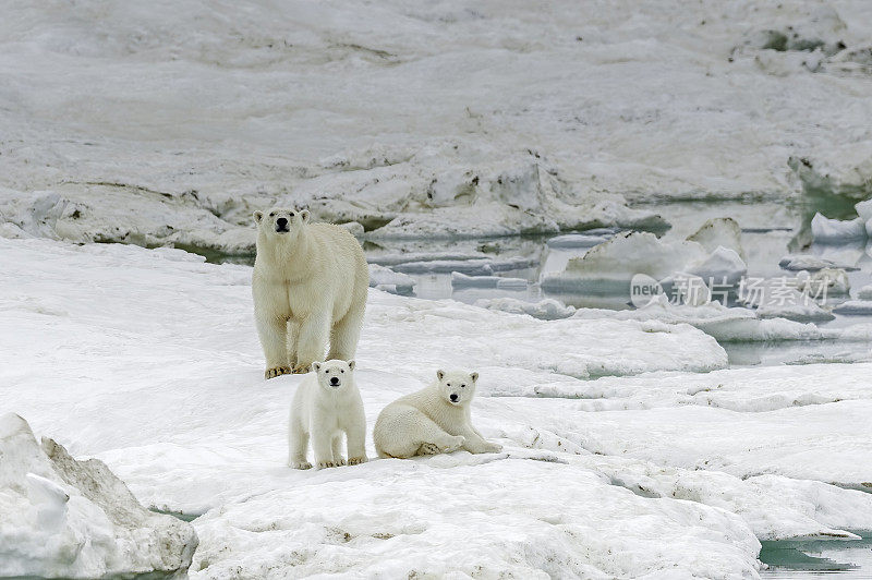 北极熊(Ursus maritimus)是一种肉食性熊，主要生活在包括北冰洋的北极圈内。俄罗斯楚科奇自治州的弗兰格尔岛。北冰洋。雪上的熊妈妈和幼崽。